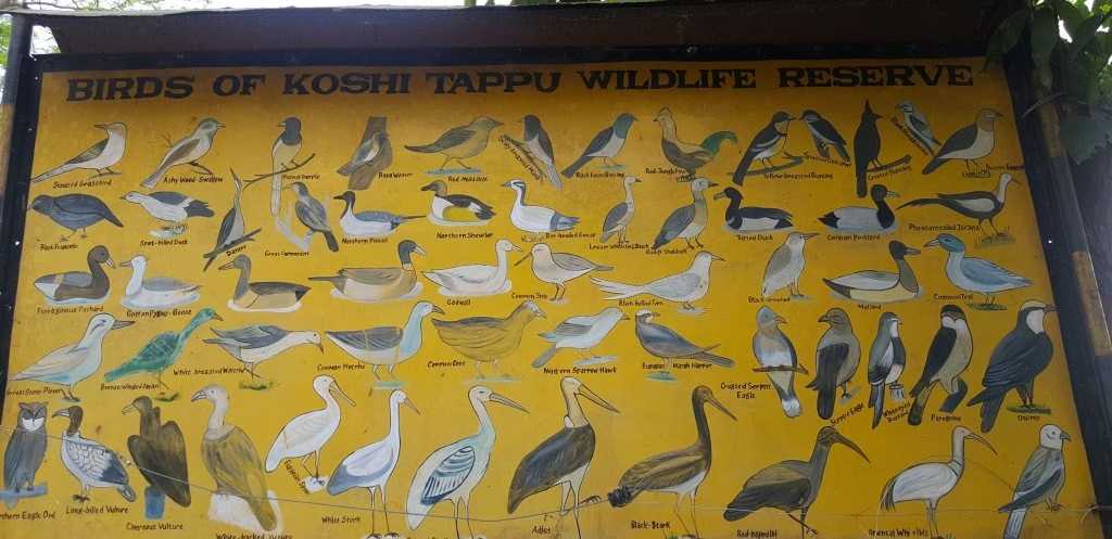 Unique Birdwatch Tour in Nepal